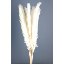 Pluma Decorativa - White (50/60cm long, approx. 20pcs per pk)